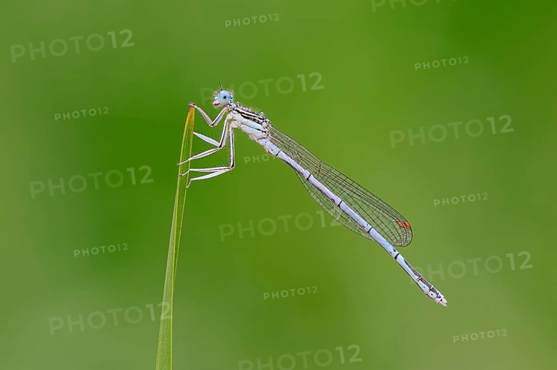 White-legged Damselfly or Blue Featherleg (Platycnemis pennipes)