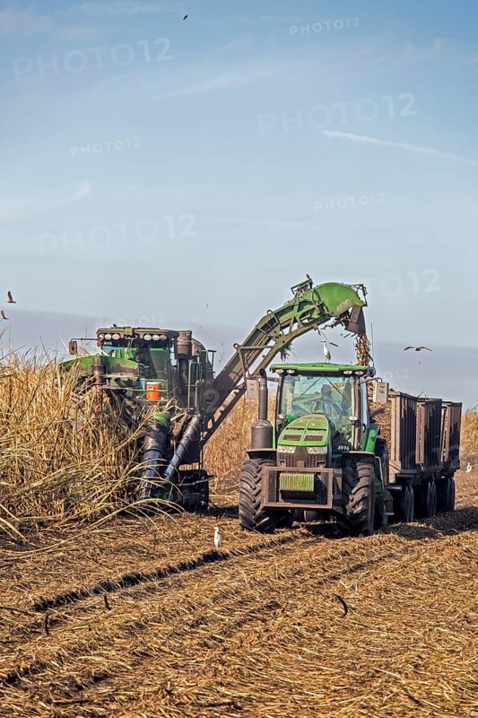 Mechanical harvest of sugar cane