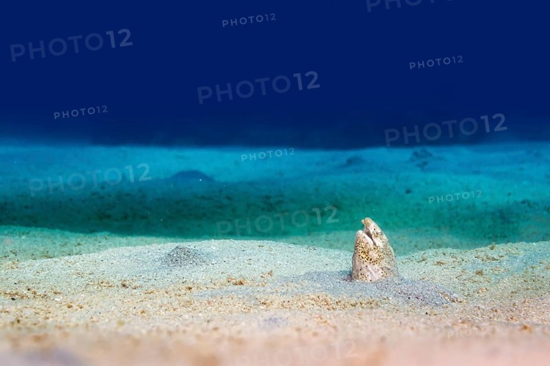 Black-finned Snake Eel (Ophichthus melanochir)
