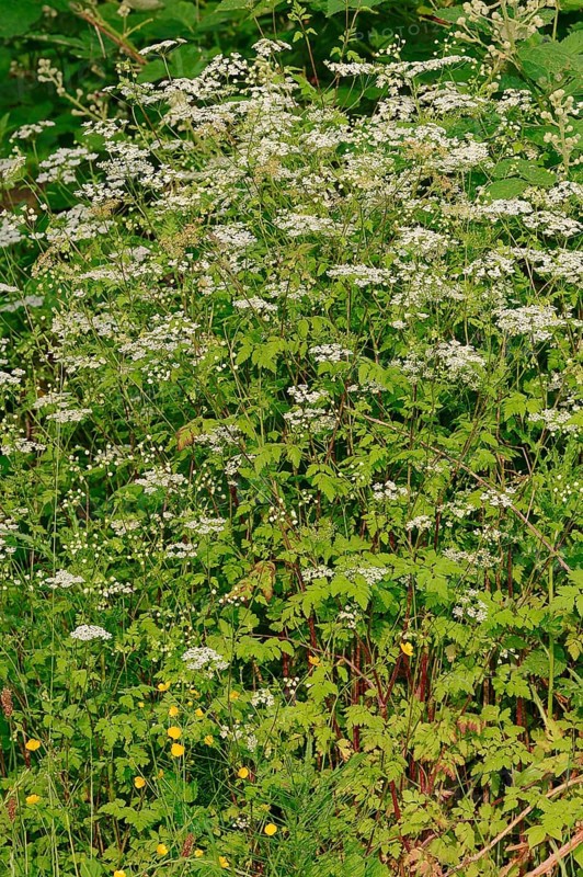 Rough Chervil (Chaerophyllum temulum)