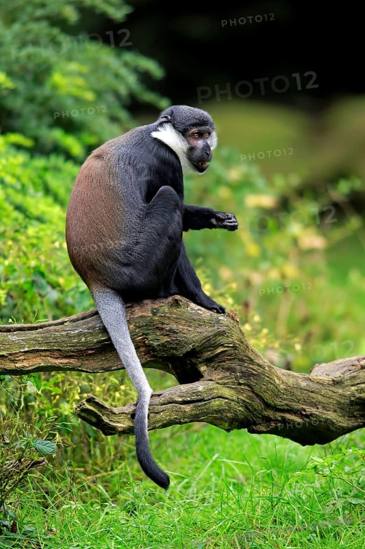 L'Hoest's Monkey (Cercopithecus lhoesti)