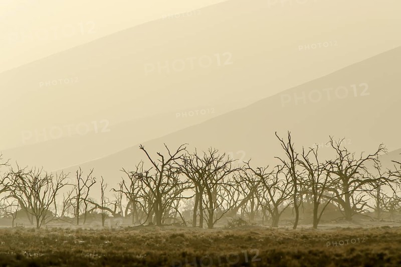 Dead trees in blistering heat