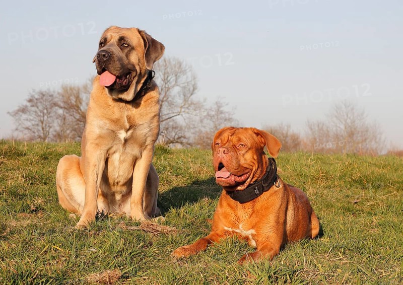 Dogue de Bordeaux or Bordeaux Mastiff and a Cane Corso Italiano on a meadow