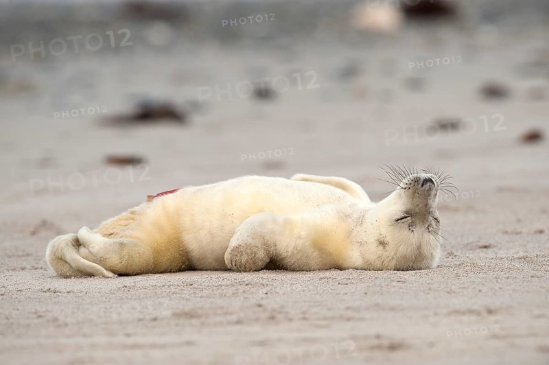 Grey Seal (Halichoerus grypus) on the beach