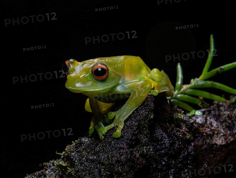 Tree Climbing Frog (Boophis septentrionalis)