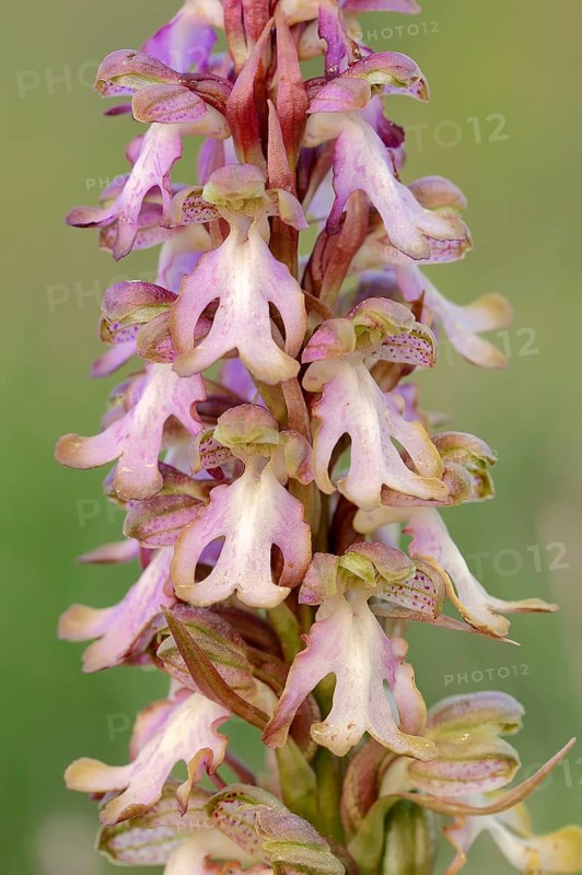 Roberts Mastorchis (Barlia robertiana