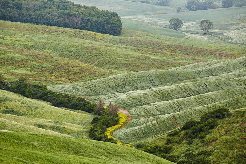 Hilly landscape of Crete Senesi