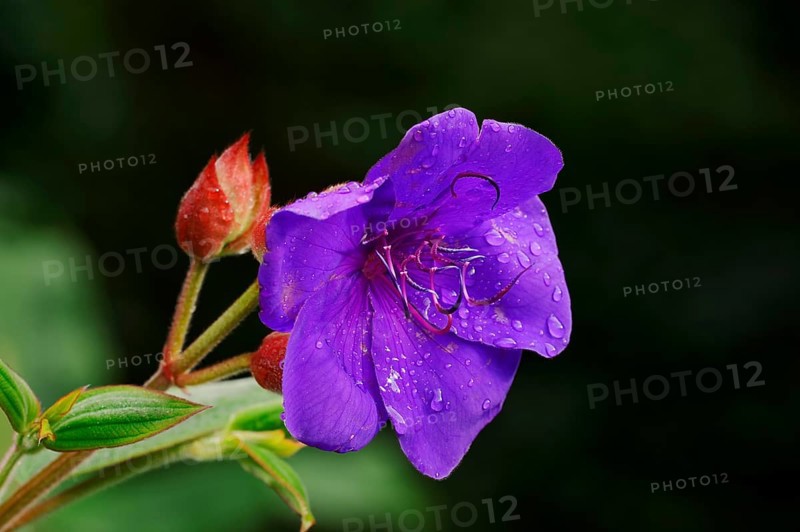 Princess Flower (Tibouchina urvilleana
