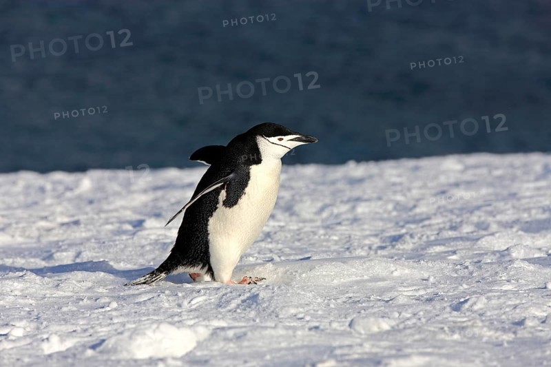 Chinstrap Penguin (Pygoscelis antarctica)