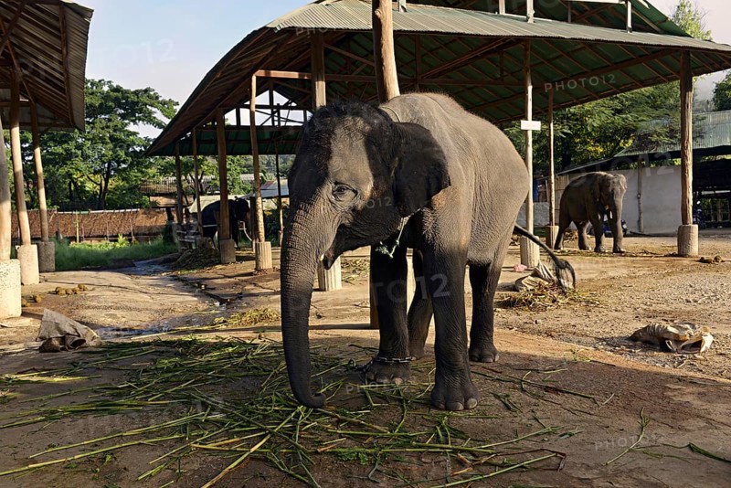 Asian or Asiatic Elephant (Elephas maximus) in Maetaman Elephant Camp