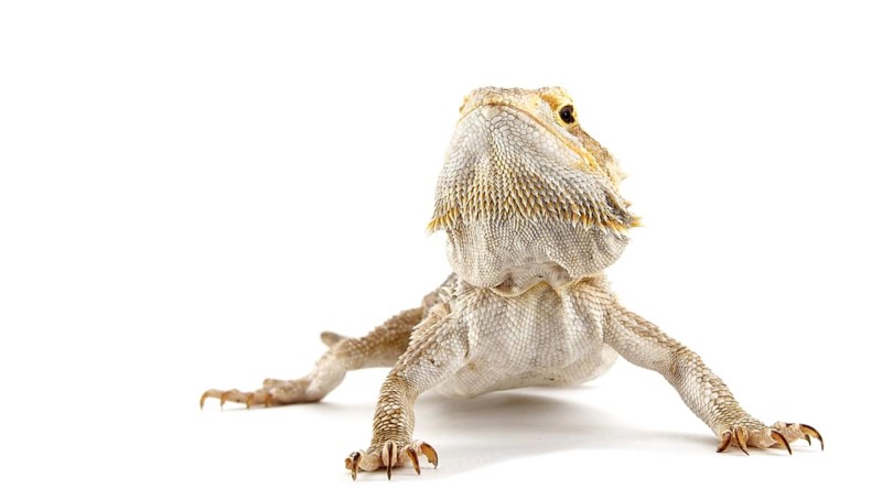 Dwarf Bearded Dragon (Pogona minor)