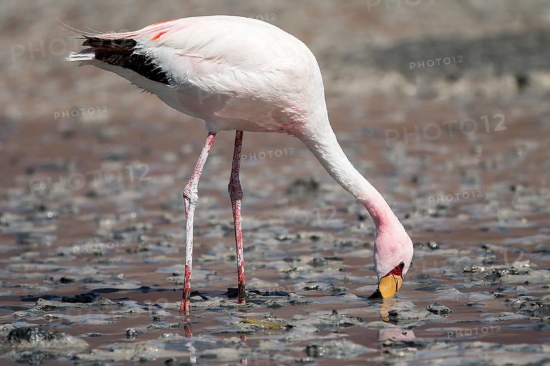Andean Flamingo (Phoenicoparrus andinus)