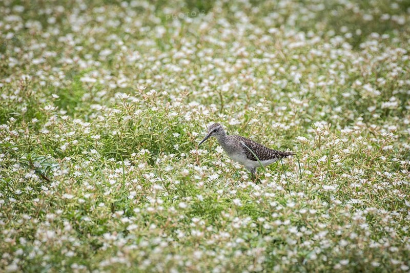 Wood Sandpiper (Tringa glareola)