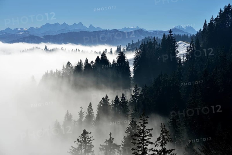 Coniferous forest in fog