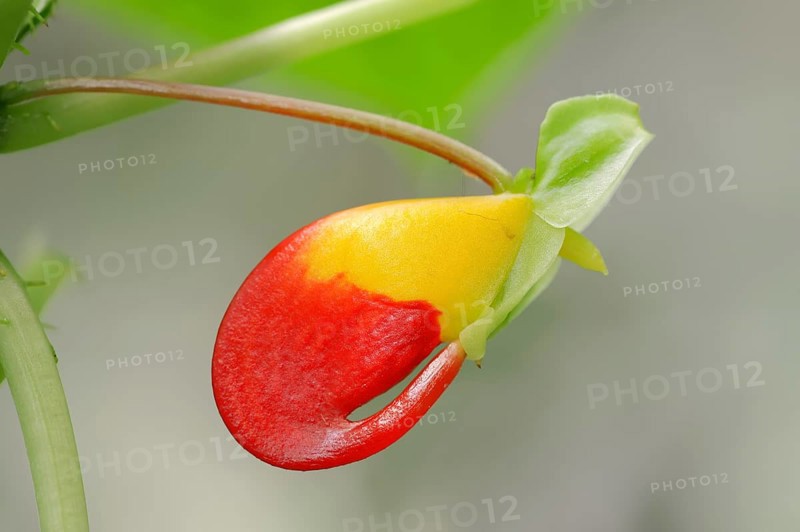 Parrot Impatiens (Impatiens niamniamensis)