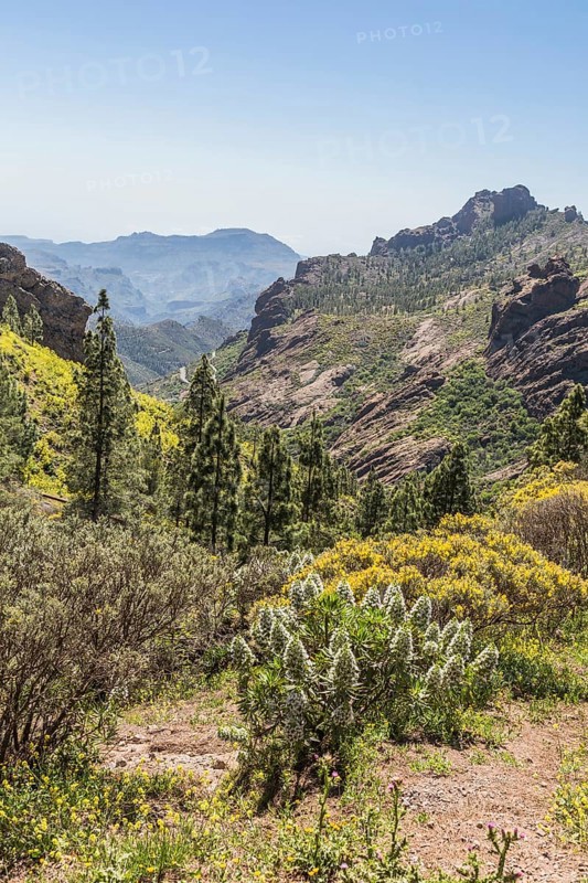 Canary Islands' Giant Burgloss (Echium decaisnei)