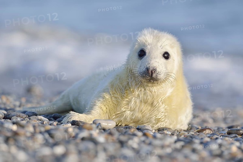 Grey Seal (Halichoerus grypus)
