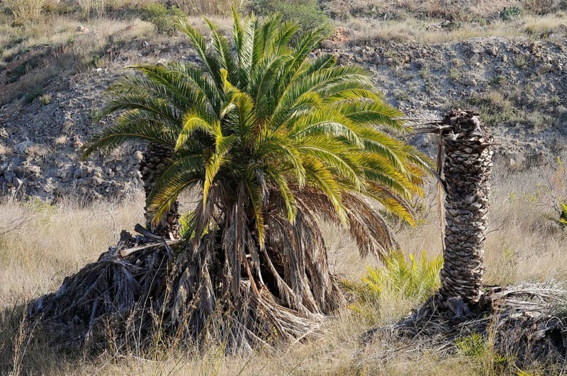 Infested and dead date palms