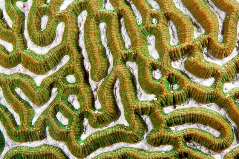 Brain Coral (Leptoria sp.)