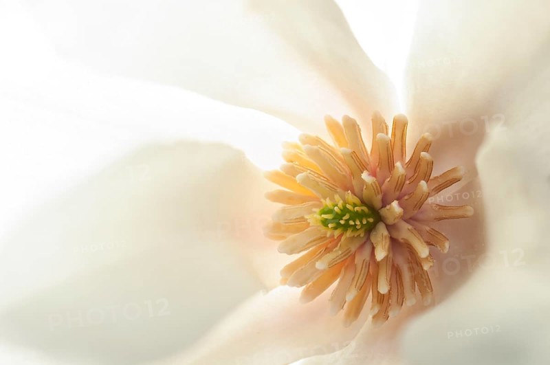 Flower of a Kobushi Magnolia (Magnolia kobus) with stigma and stamens
