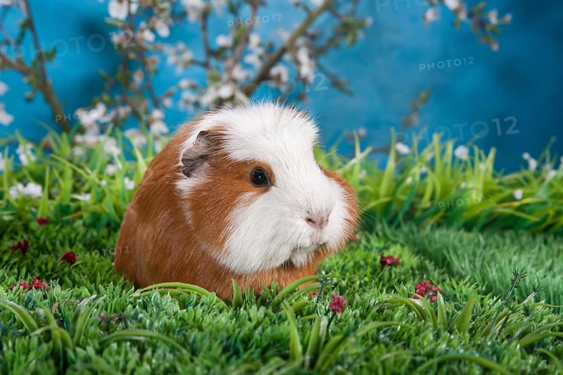 American Crested Guinea Pig