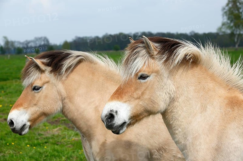 Two Norwegian Fjord Horses