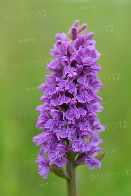 Western Marsh Orchid (Dactylorhiza majalis)