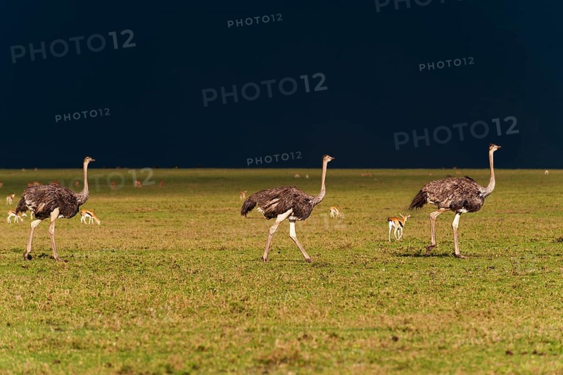 Ostriches (Struthio camelus) against a dark stormy sky