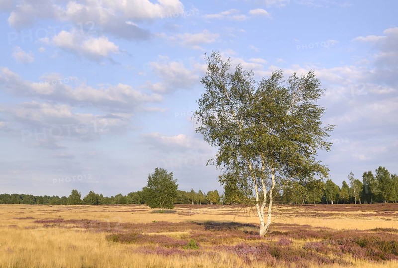 Open heath with birch (Betula sp.)