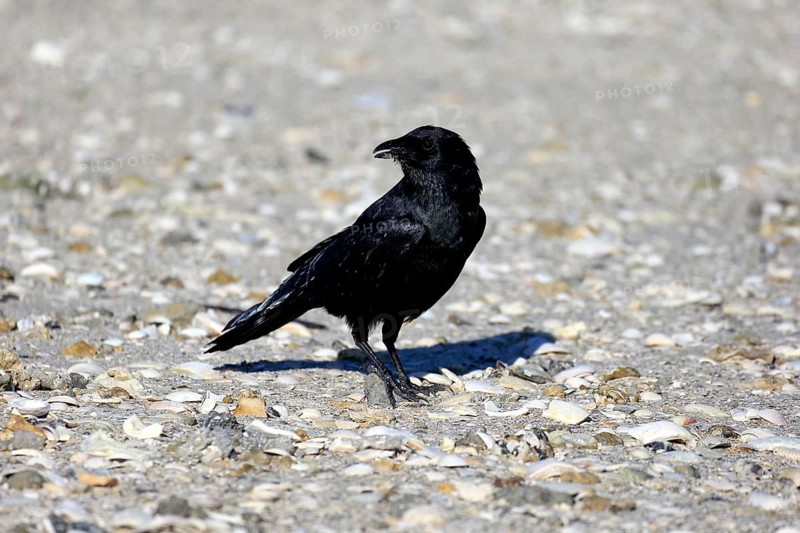 Fish Crow (Corvus ossifragus)