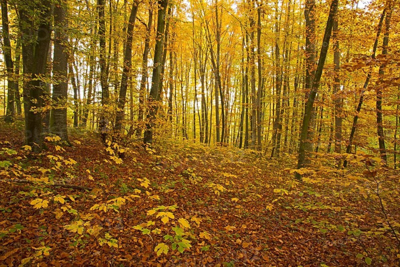Autumn forest