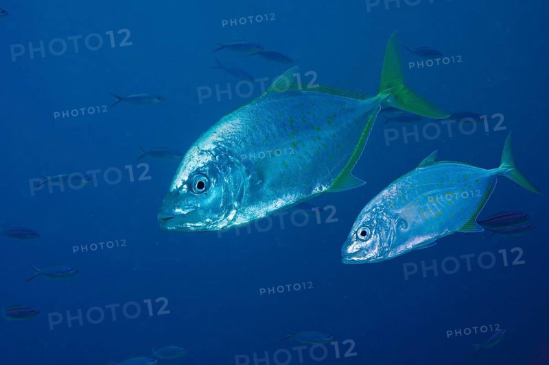 White Trevallies or Striped Jacks (Pseudocaranx dentex)