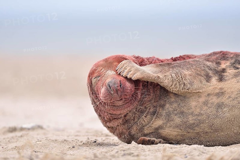 Grey Seal (Halichoerus grypus)