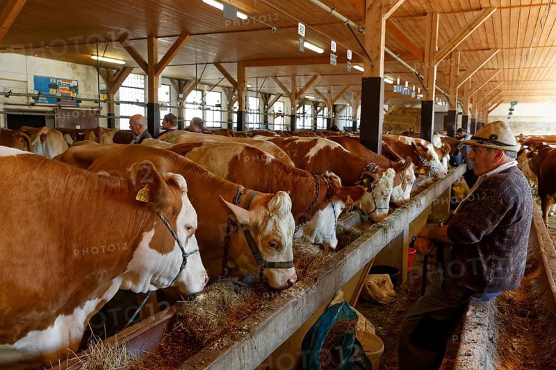 Cattle