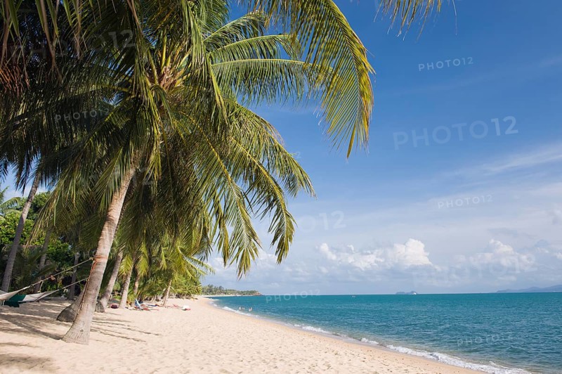 Beach with palm trees