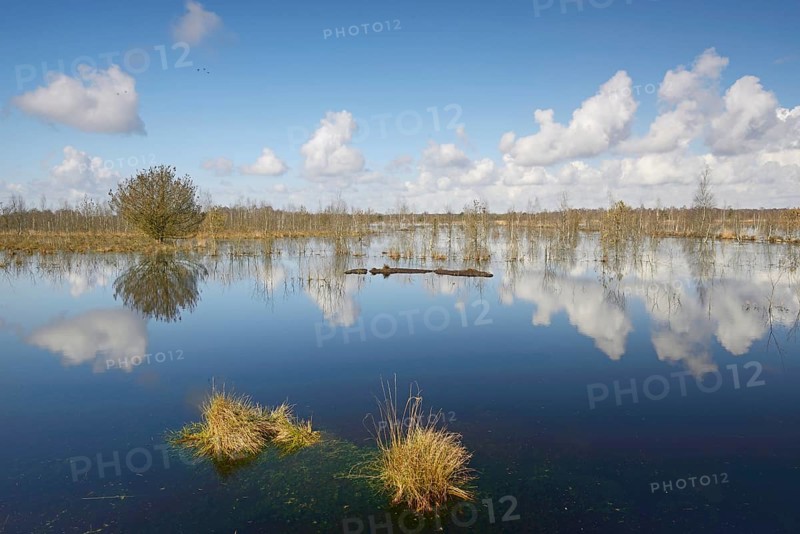 Rewetted moor