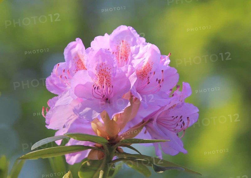 Catawba Rhododendron (Rhododendron catawbiense)