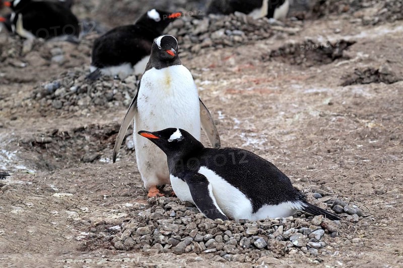 Gentoo Penguins (Pygoscelis papua)