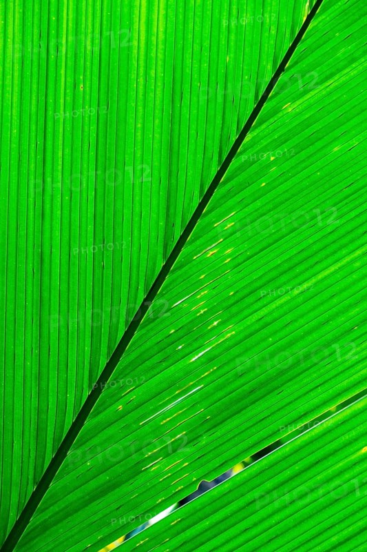 Palm leaf