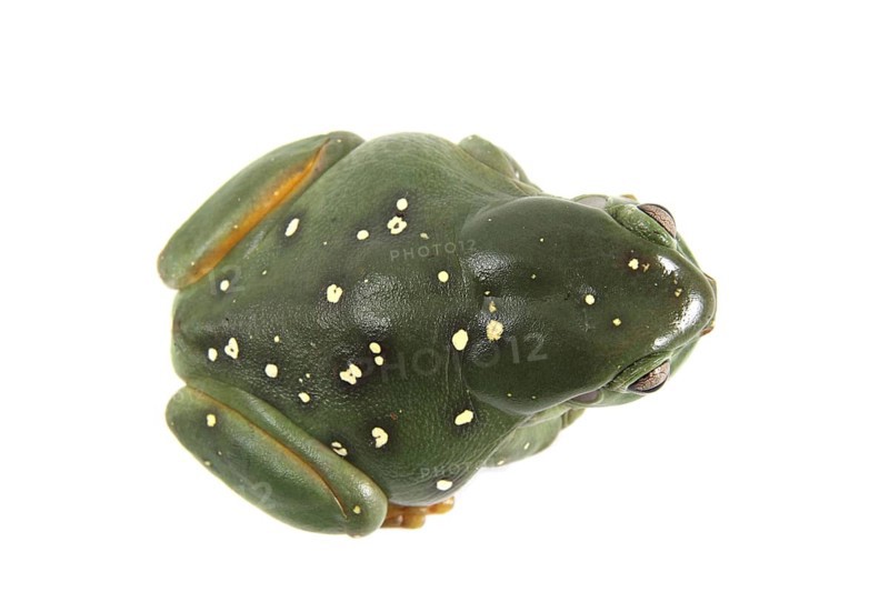 Australian Green Tree Frog (Litoria caerulea)