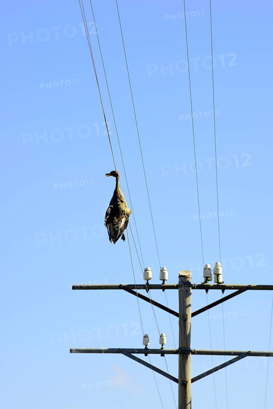 Dead duck hanging on a power line