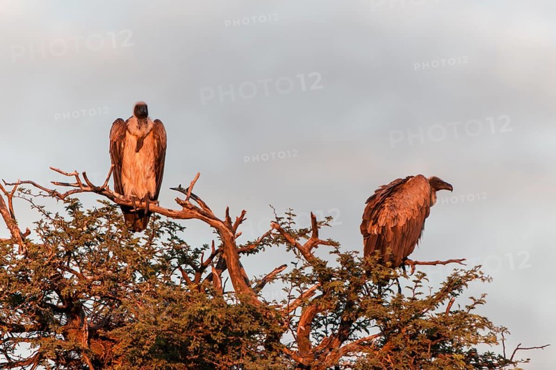 Cape Vulture (Gyps coprotheres)