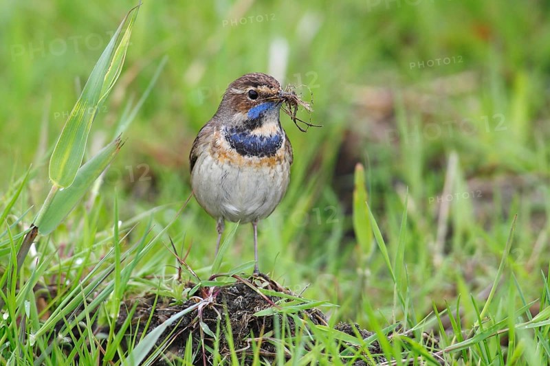 Bluethroat (Luscinia svecica cyanecula)