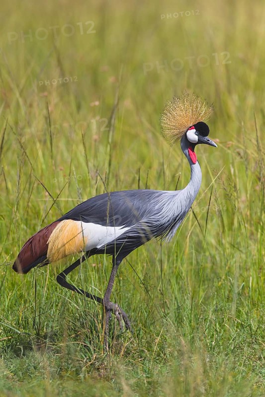 Grey crowned crane (Balearica regulorum) walking in tall grass