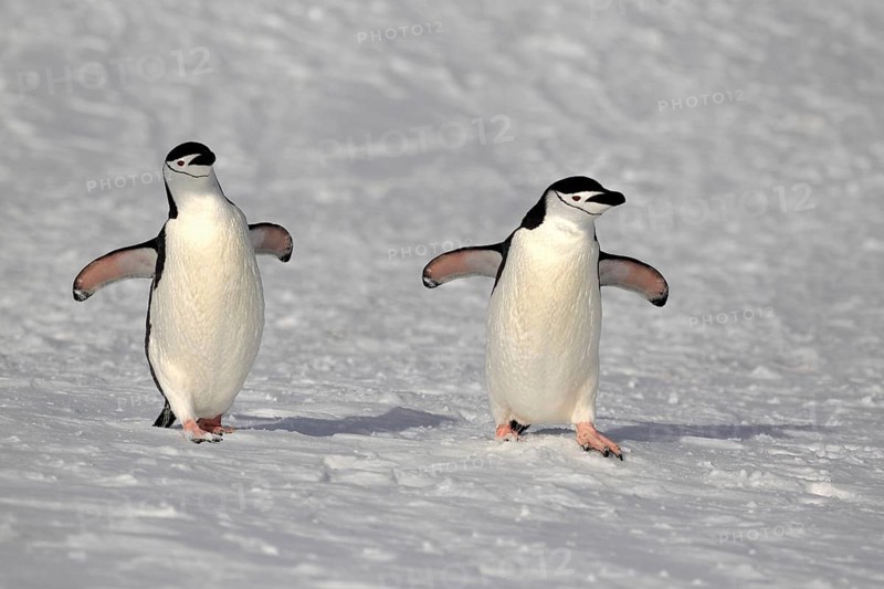Chinstrap penguins (Pygoscelis antarctica) pair