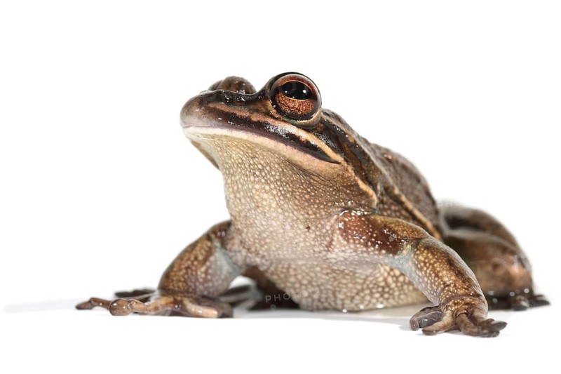 Green and Golden Bell Frog (Litoria aurea)