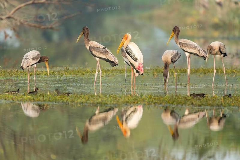 Painted Storks (Mycteria leucocephala)
