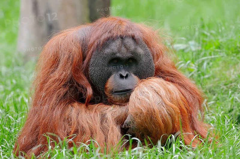 Sumatran Orangutan (Pongo pygmaeus abelii