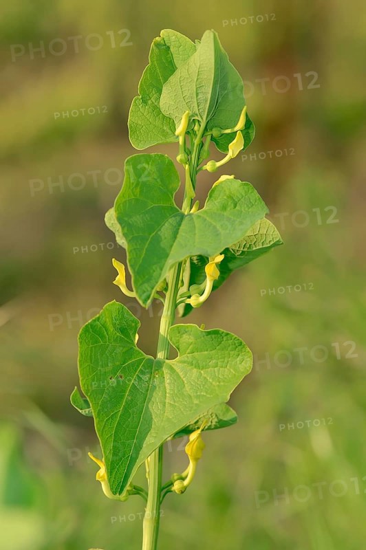 European Birthwort (Aristolochia clematitis)