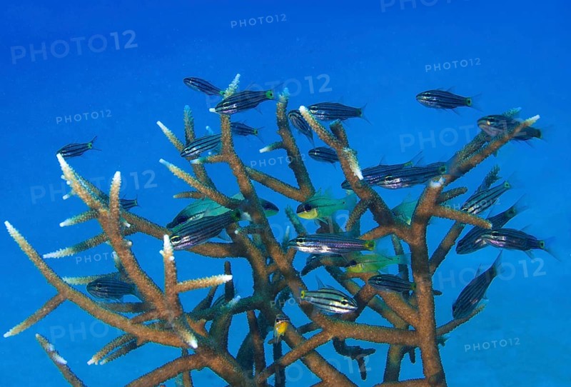 Five-lined cardinalfish (Cheilodipterus quinquelineatus) in an antler coral (Acropora)